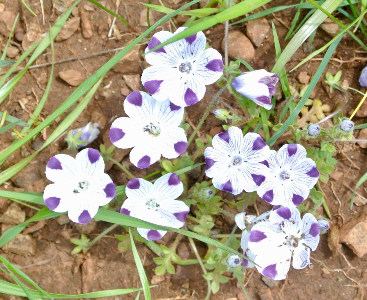 Nemophila Maculata Calflora