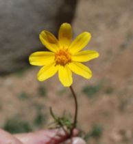 Coreopsis bigelovii