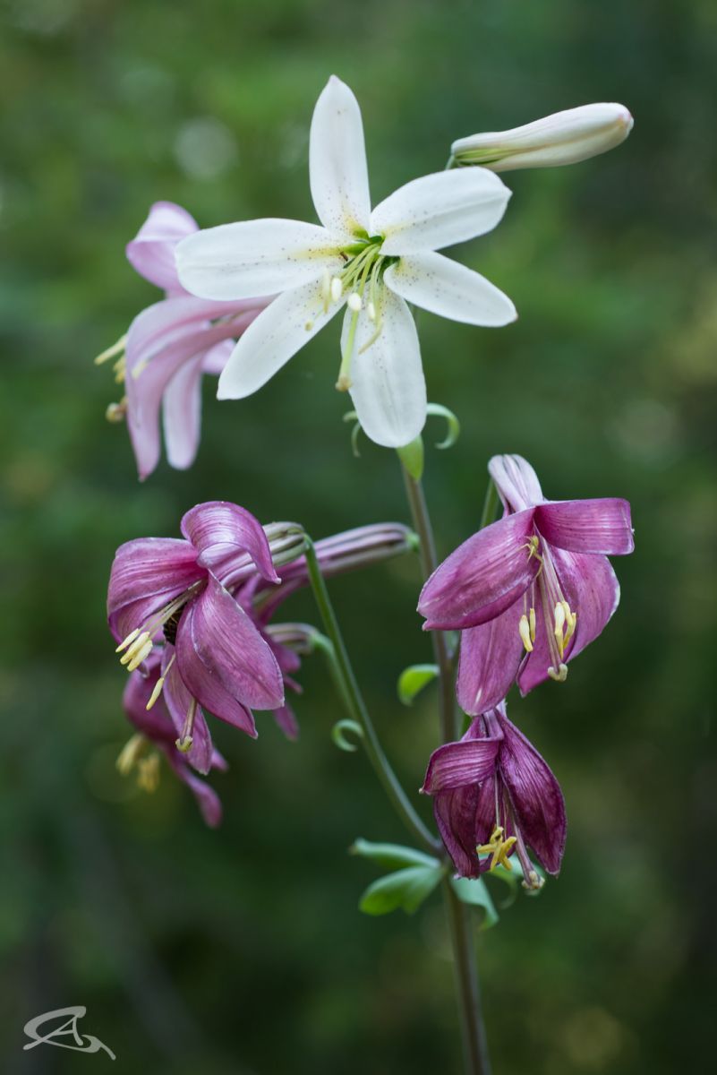 Lilium washingtonianum ssp. purpurascens
