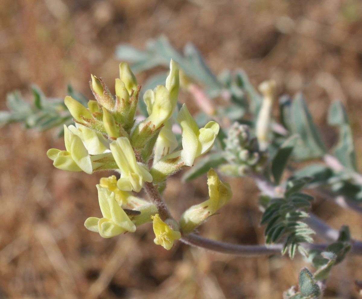 Astragalus lentiginosus var. nigricalycis