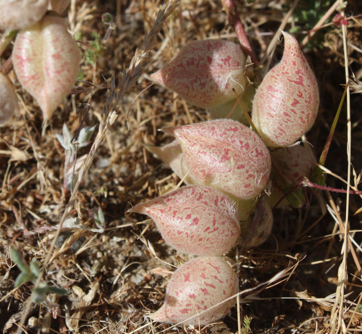 Astragalus lentiginosus var. nigricalycis
