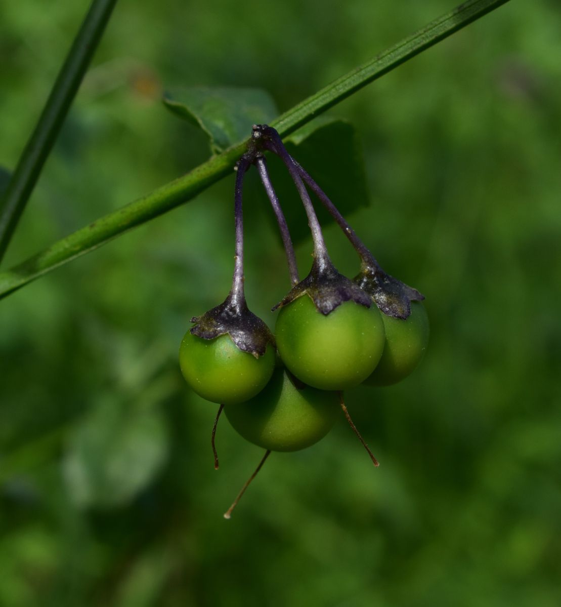 Solanum parishii