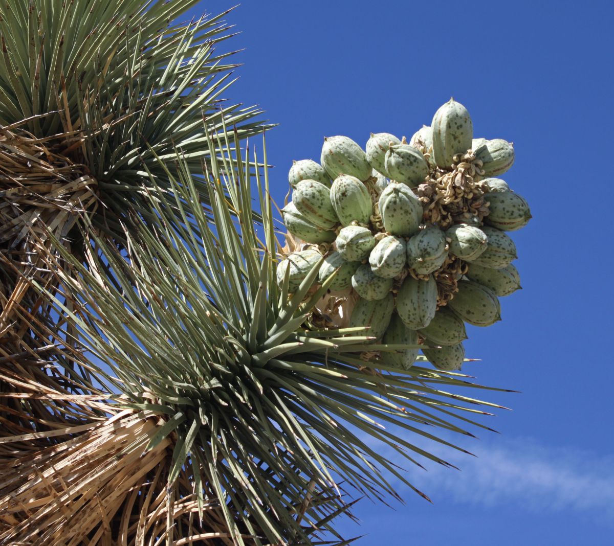 Yucca brevifolia