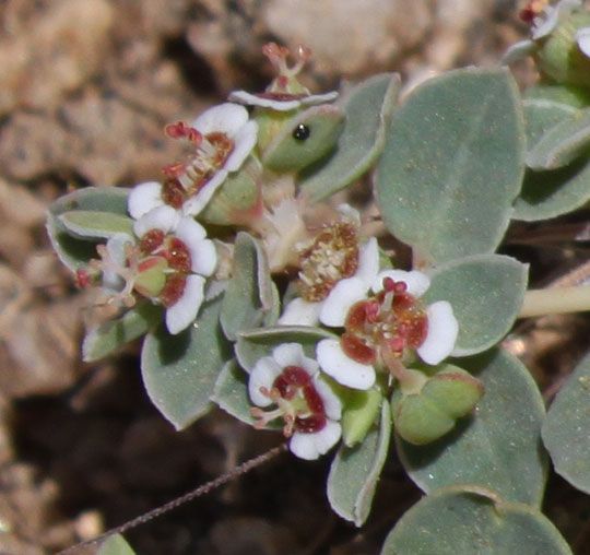 Euphorbia albomarginata