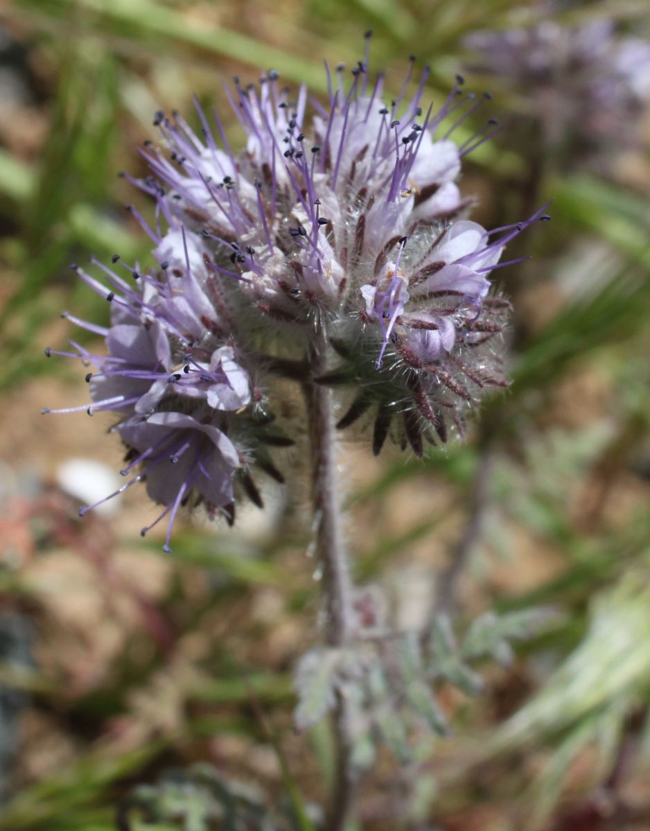 Phacelia tanacetifolia