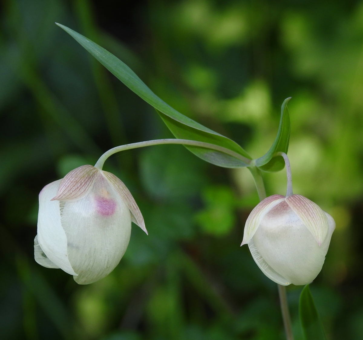 Calochortus albus