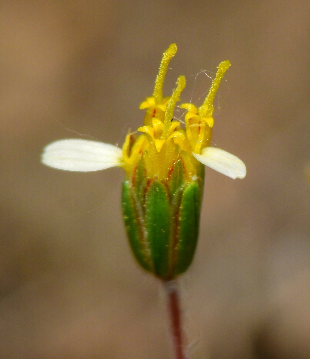 Pentachaeta exilis ssp. aeolica