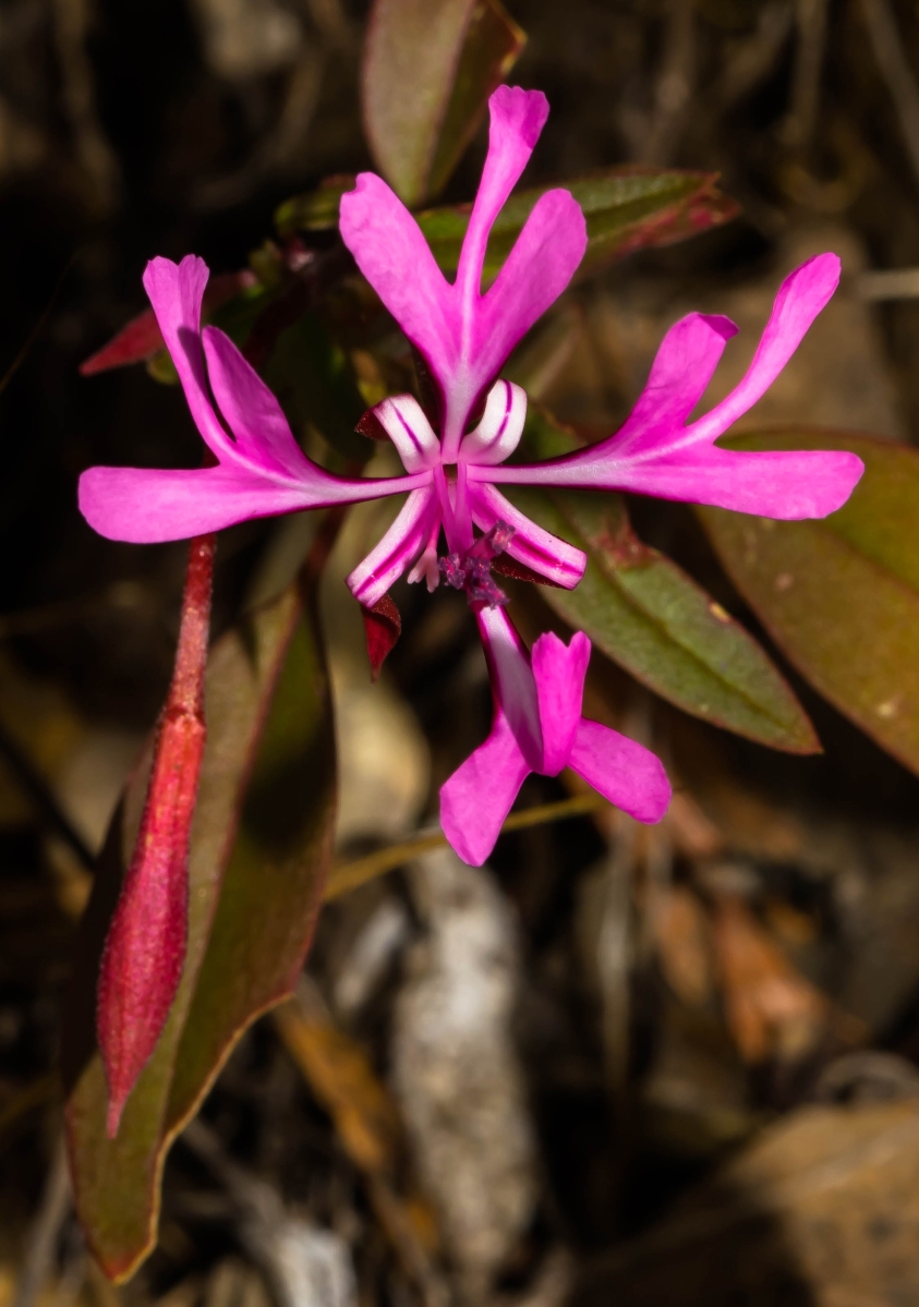 Clarkia concinna ssp. concinna