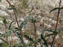 Penstemon eatonii ssp. undosus
