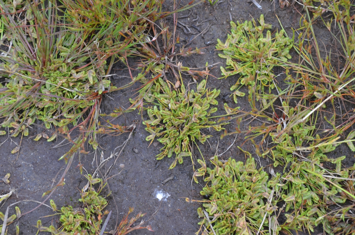 Isolepis levynsiana