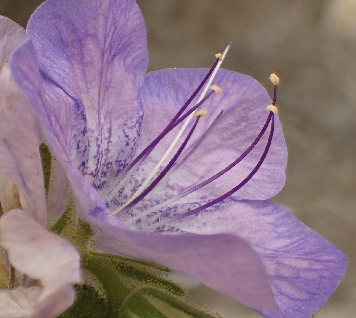 Phacelia grandiflora