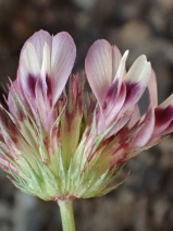 Trifolium willdenovii
