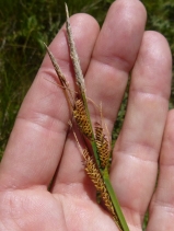 Carex schottii