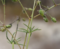 Spergula arvensis ssp. arvensis