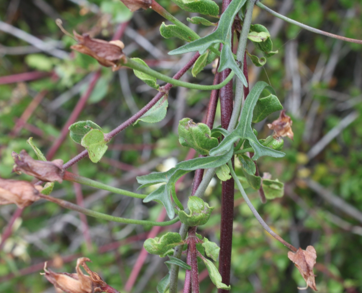 Calystegia macrostegia ssp. tenuifolia