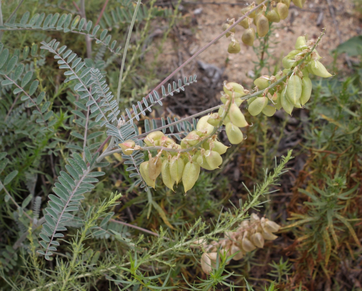 Astragalus trichopodus var. lonchus