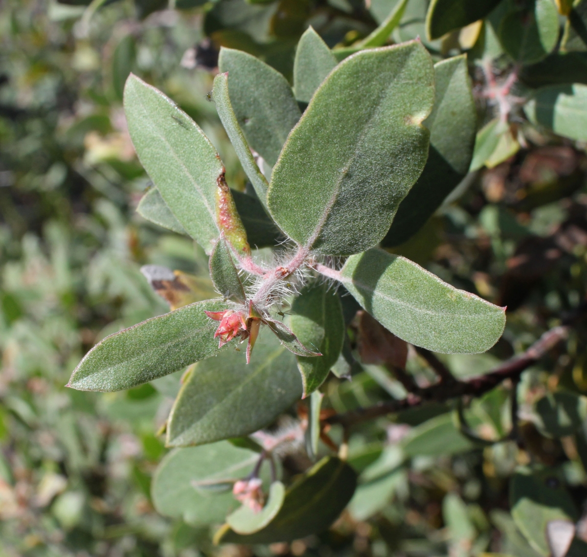 Arctostaphylos glandulosa ssp. crassifolia