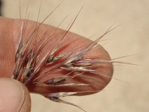 Bromus pseudolaevipes
