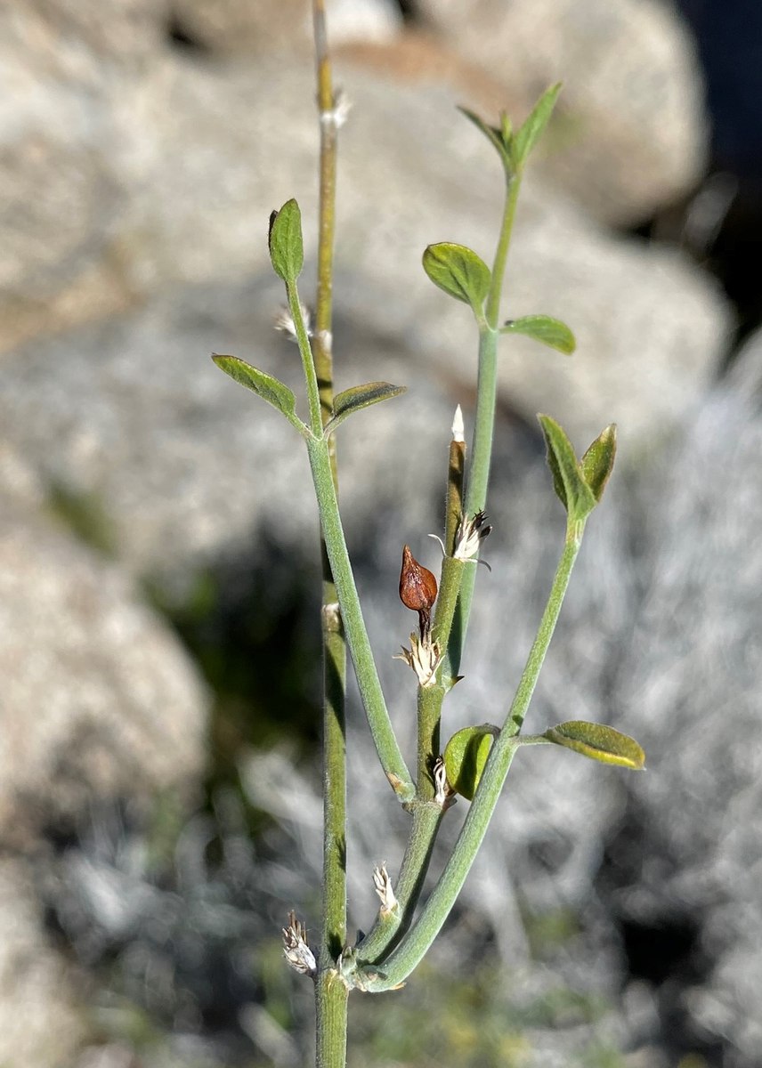 Carlowrightia arizonica