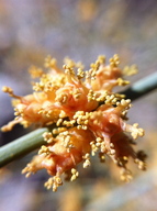 Ephedra fasciculata
