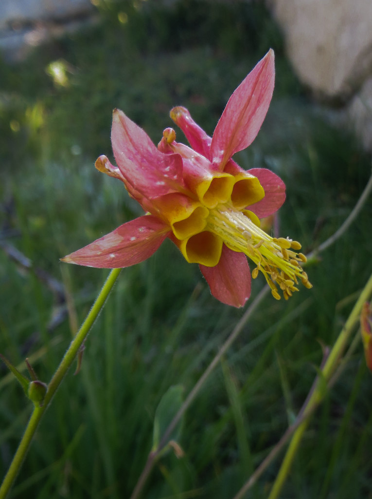 Aquilegia formosa