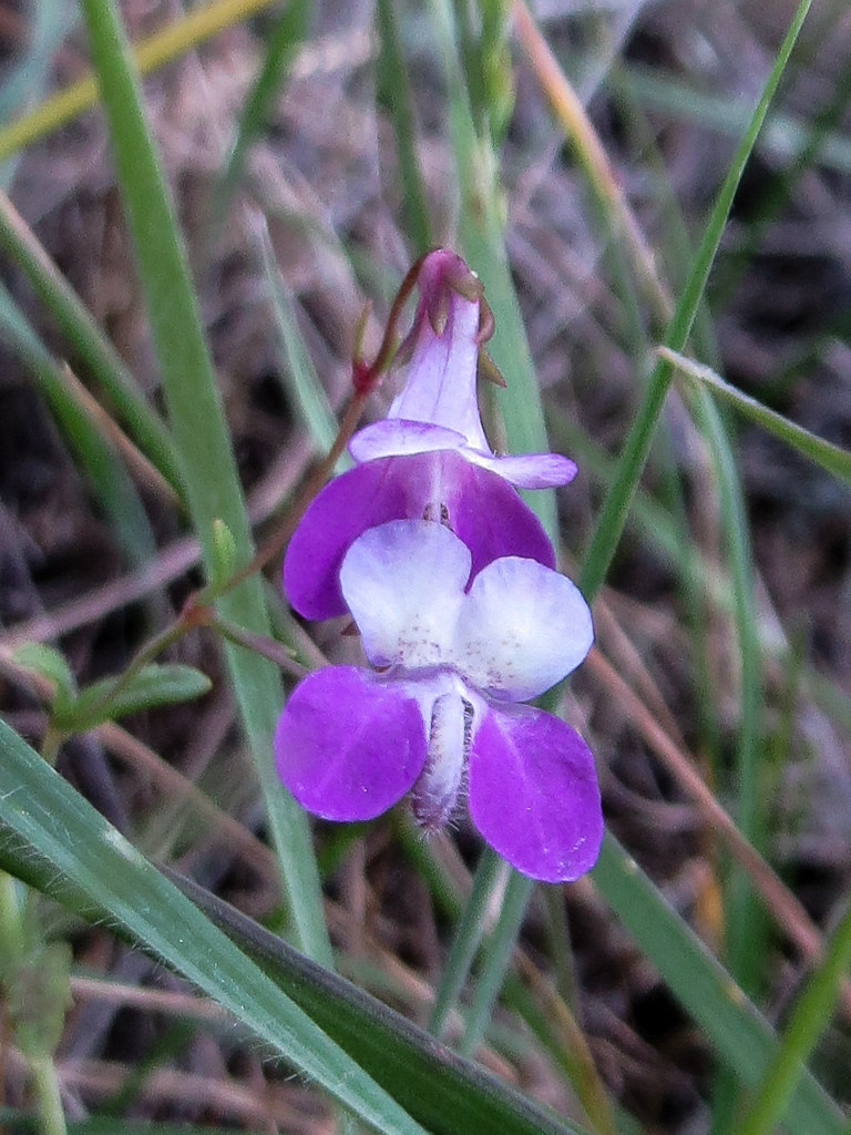 Collinsia sparsiflora var. sparsiflora
