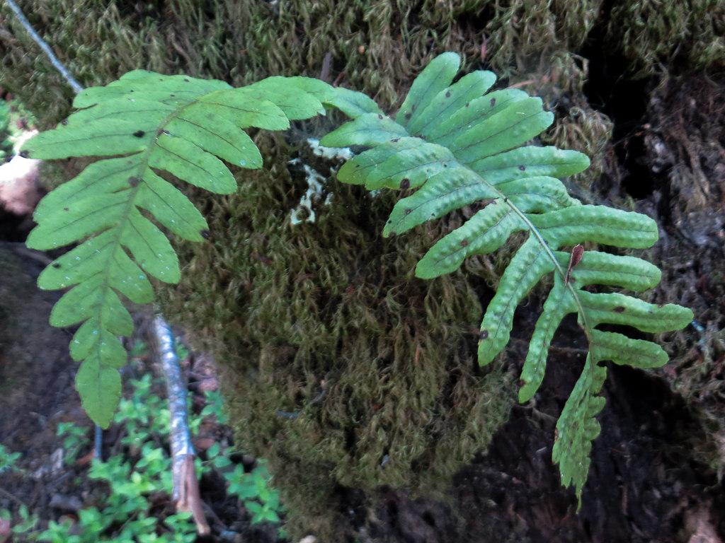 Polypodium calirhiza