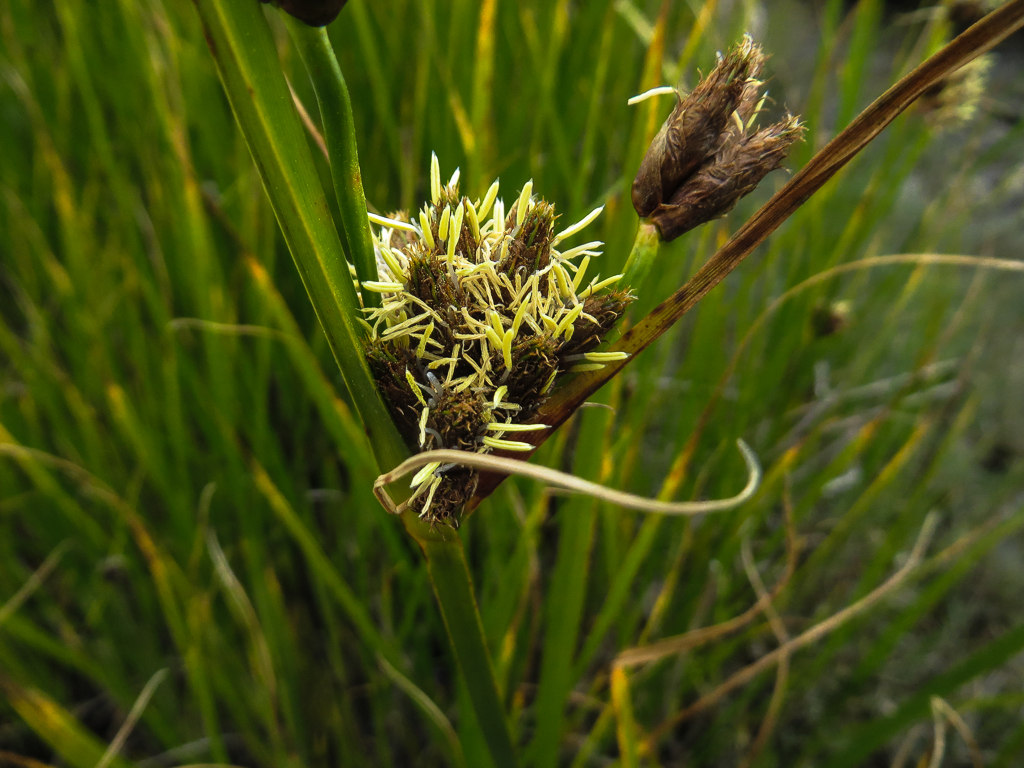 Bolboschoenus maritimus ssp. paludosus