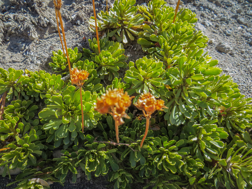 Sedum obtusatum ssp. obtusatum
