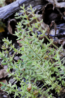 Galium californicum var. californicum
