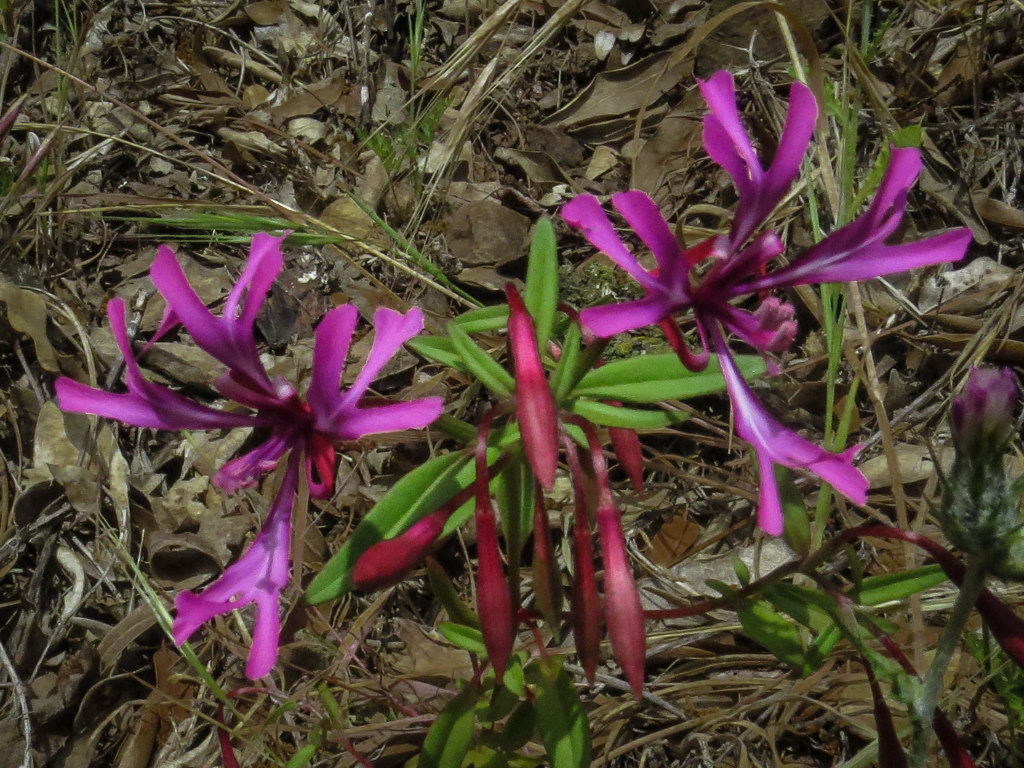 Clarkia concinna ssp. concinna