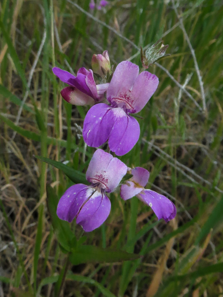 Collinsia heterophylla