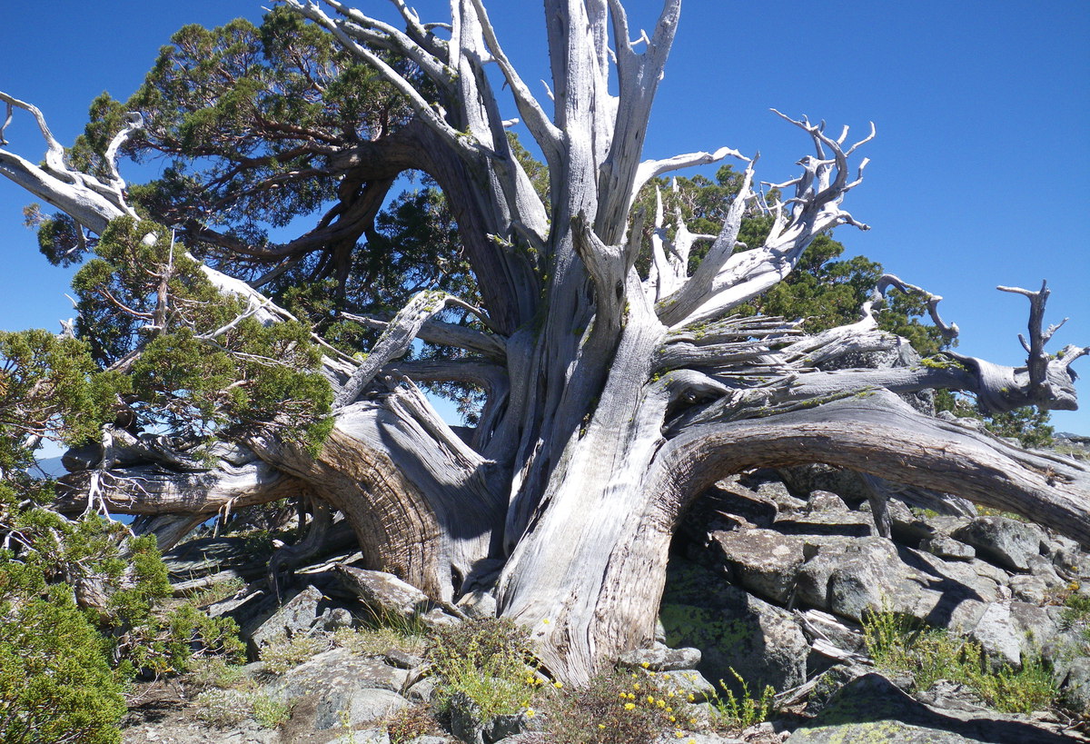 Juniperus occidentalis