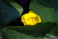 Nuphar luteum ssp. polysepalum