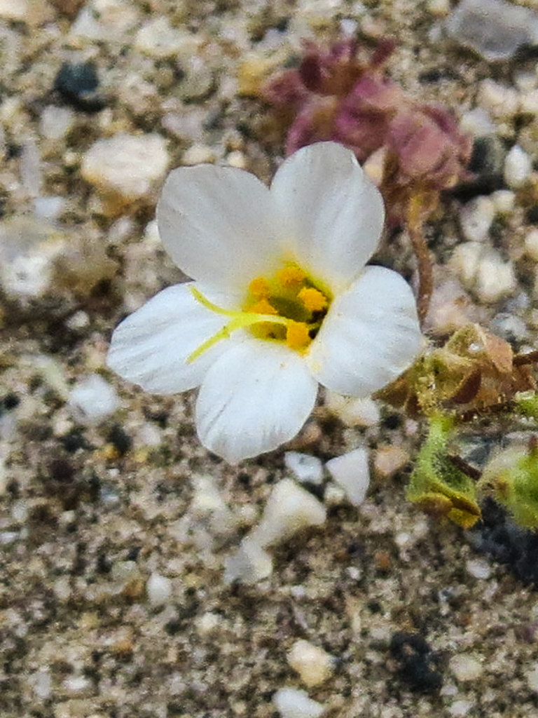 Leptosiphon aureus ssp. decorus