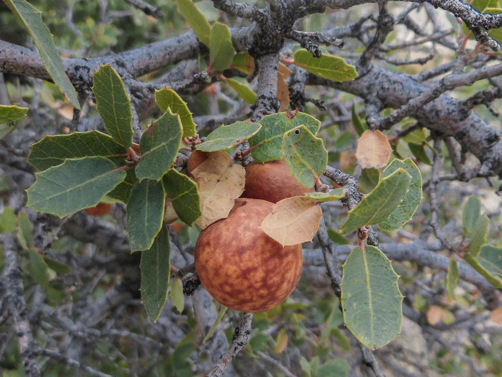 Quercus turbinella