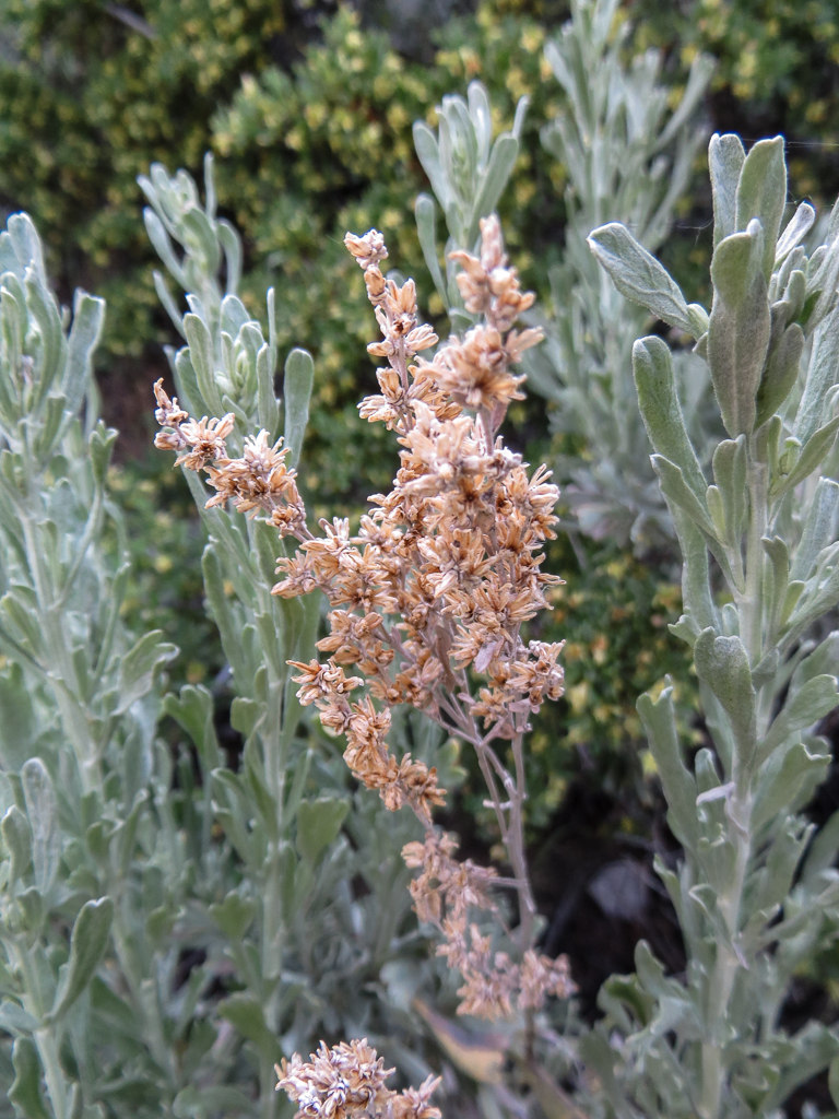 Artemisia tridentata ssp. tridentata