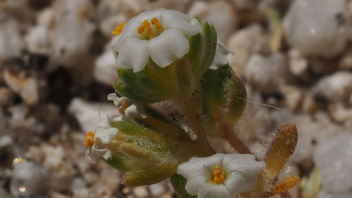 Linanthus maculatus ssp. emaculatus