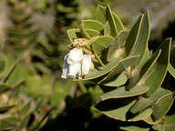 Arctostaphylos purissima