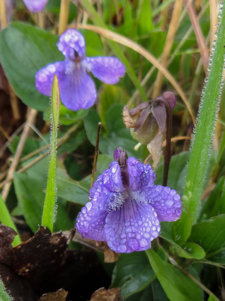 Viola adunca ssp. adunca