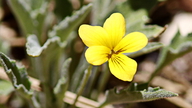 Viola pinetorum