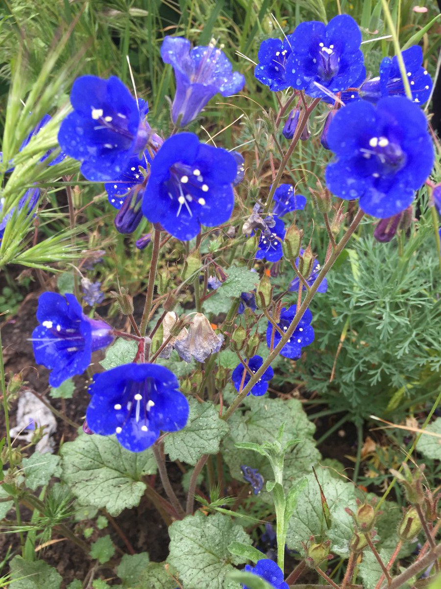 Phacelia campanularia