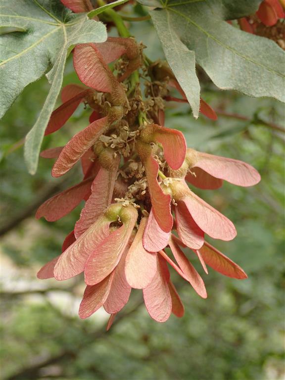 Acer macrophyllum