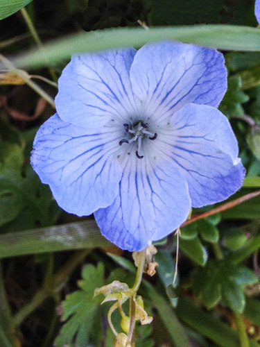 Nemophila menziesii