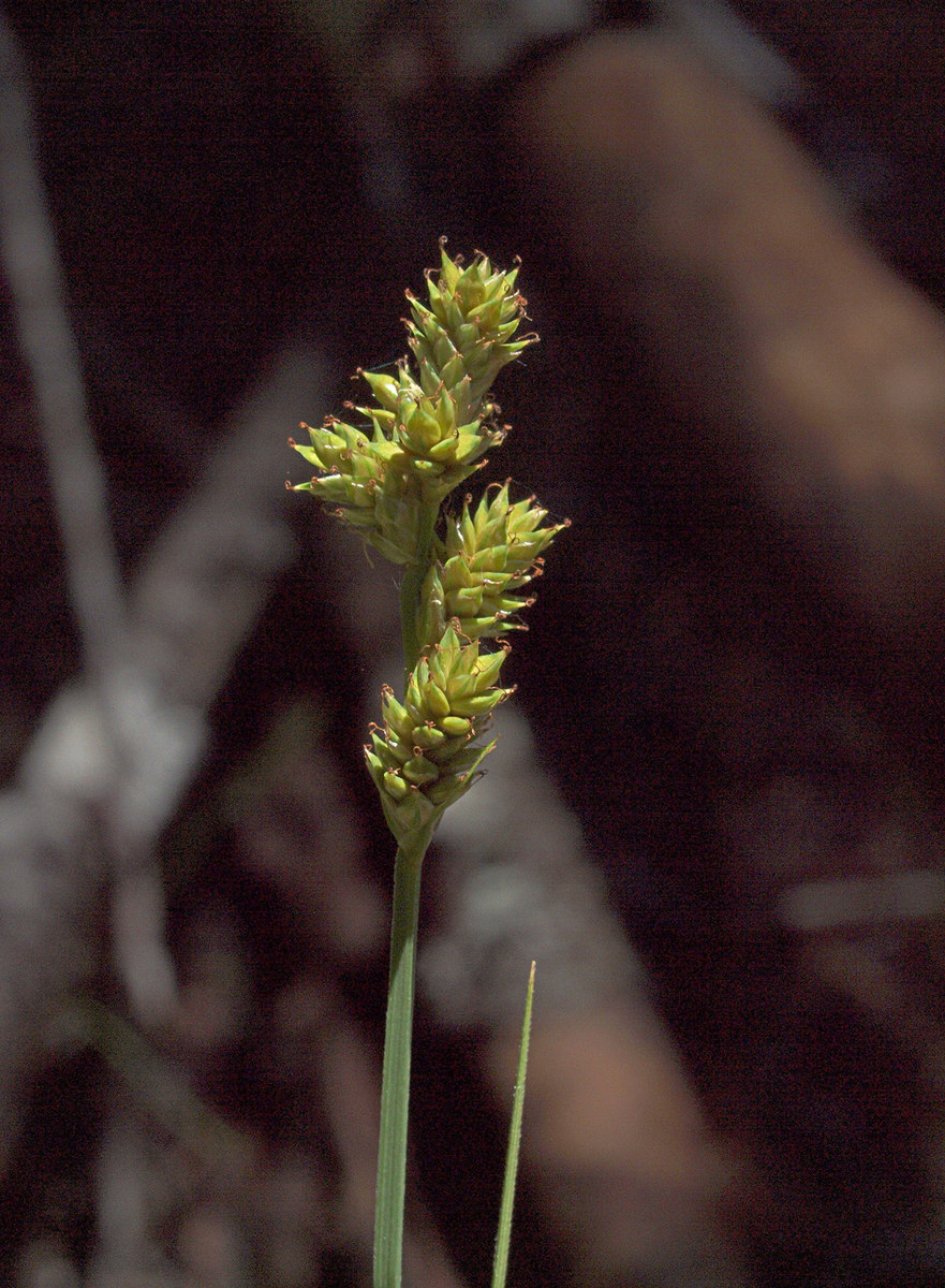 Carex canescens ssp. canescens