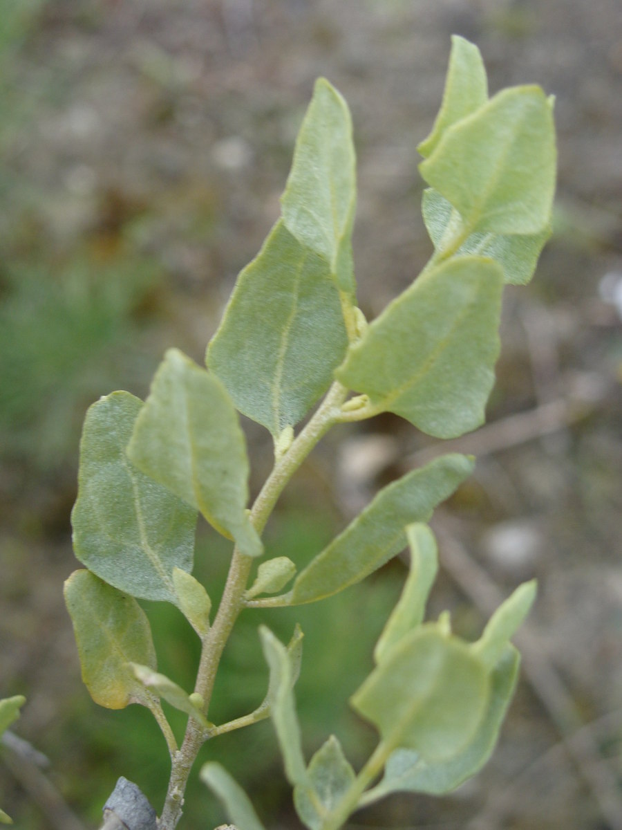 Atriplex lentiformis ssp. breweri