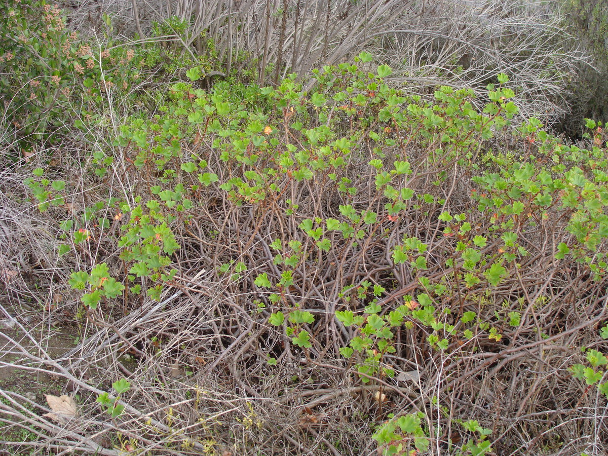 Pelargonium Xdomesticum