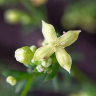 Galium nuttallii ssp. nuttallii