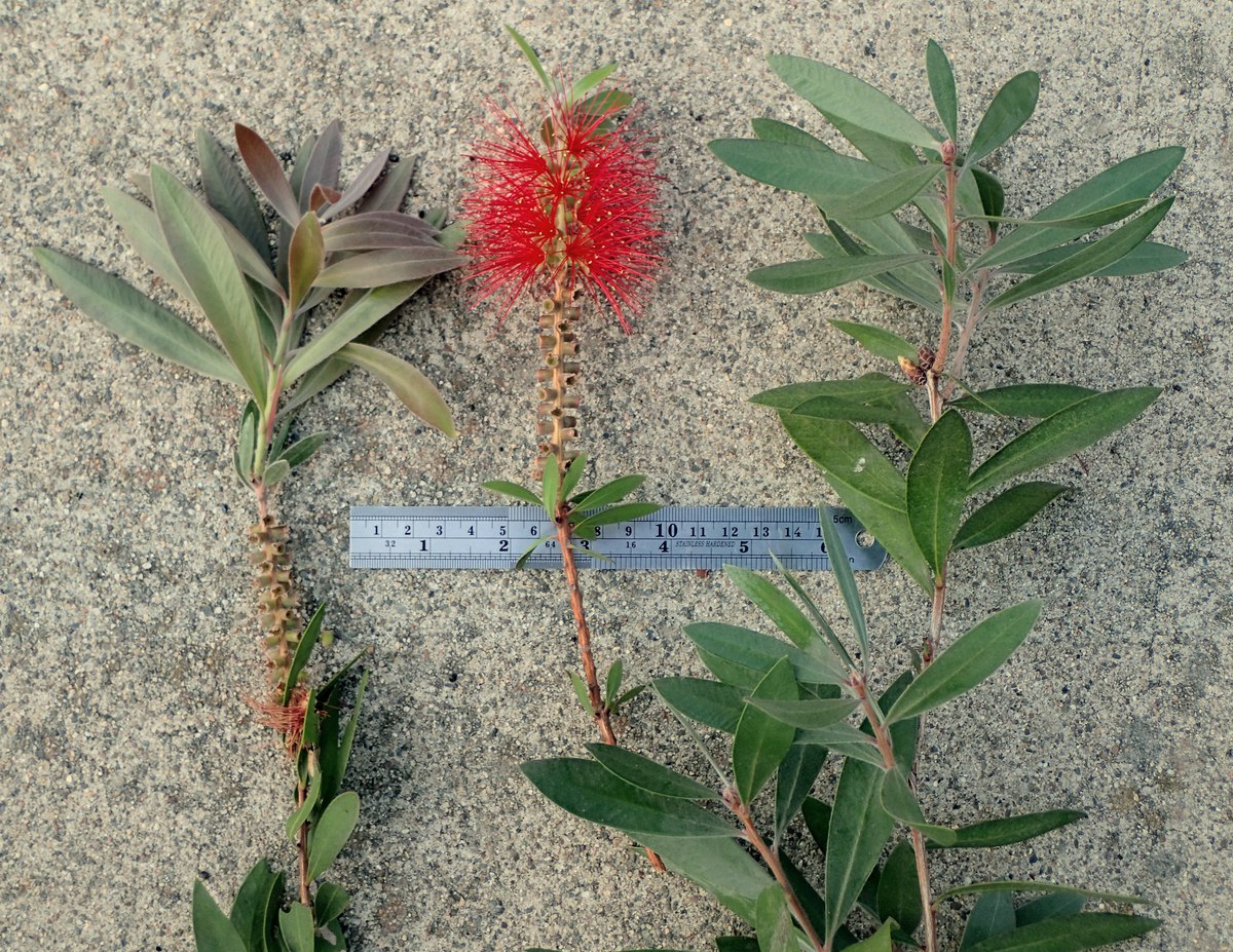 Melaleuca citrina