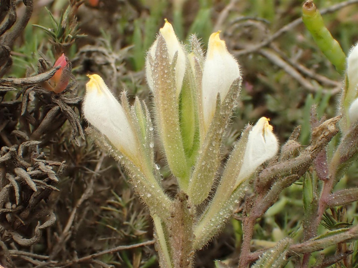 Chloropyron maritimum ssp. maritimum